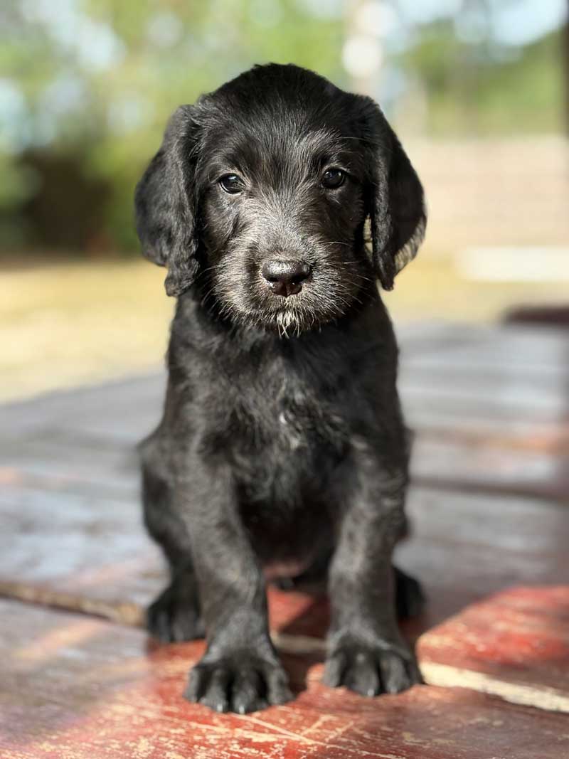 Elérhető Happy Doodle kiskutya