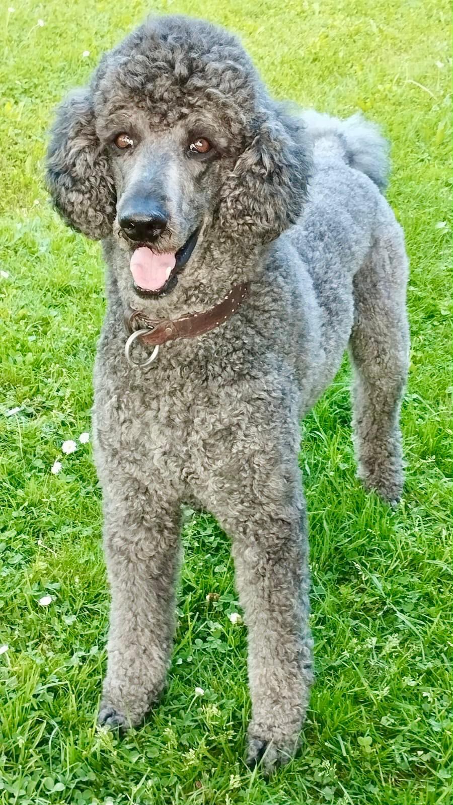 Happy Doodle - az alom apukája